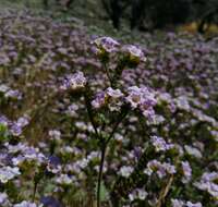 Image of sweetscented phacelia