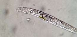 Sivun Remanella microstoma kuva