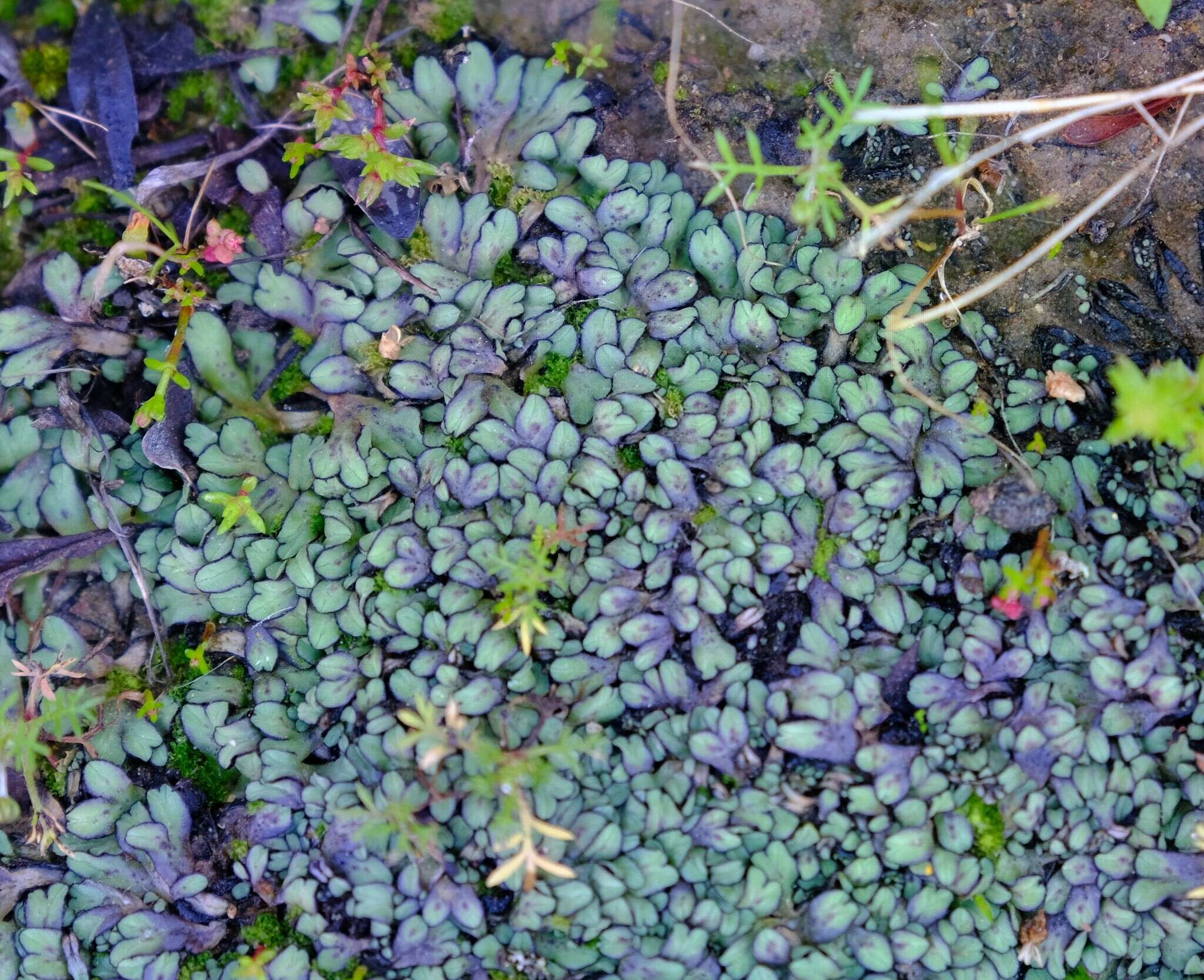 Image of Asterella marginata (Nees) S. W. Arnell