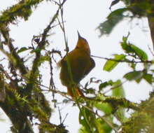 Image of Buff-fronted Foliage-gleaner