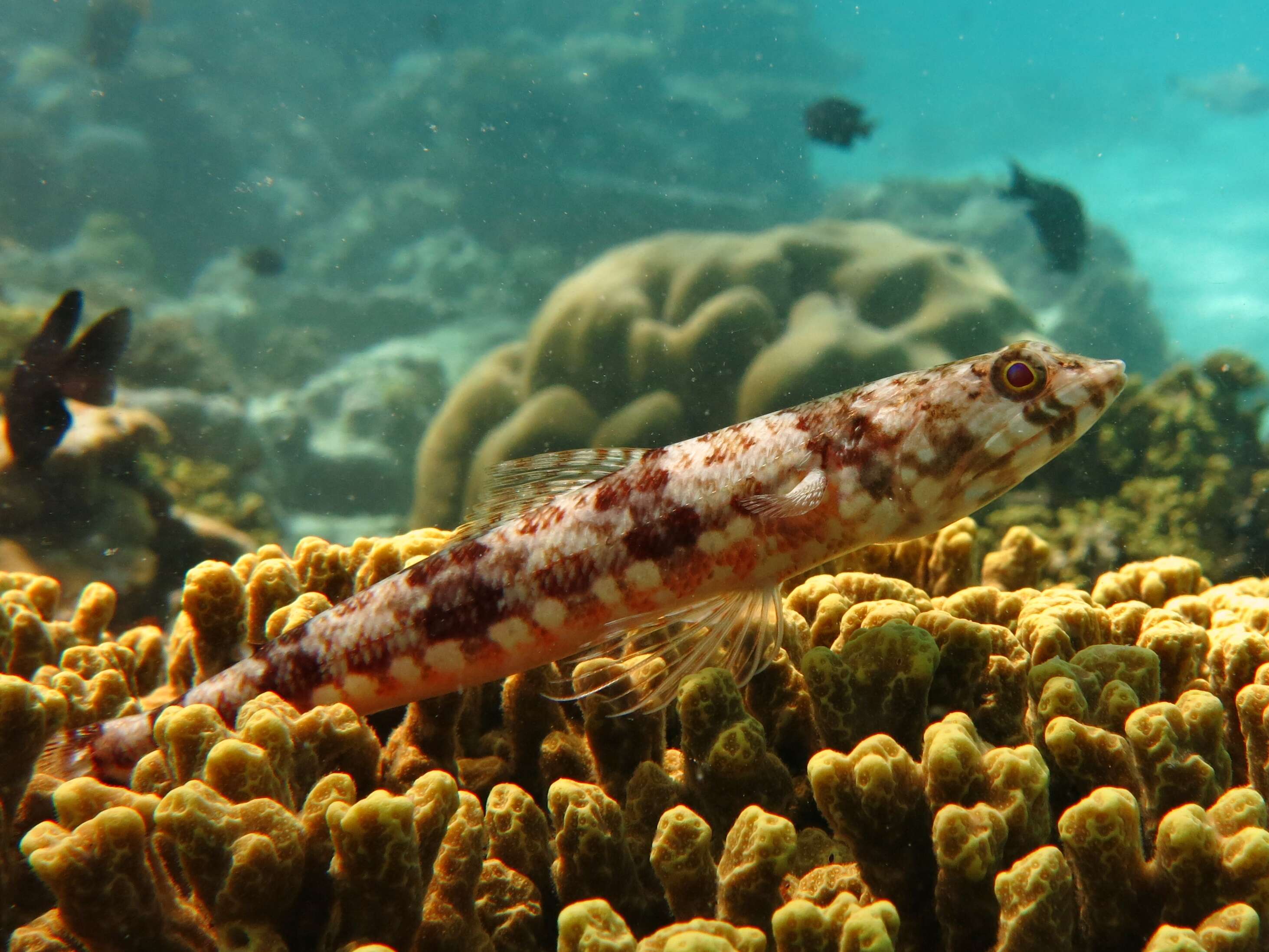 Image of Variegated lizardfish