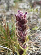 صورة Neobartsia stricta (Kunth) Uribe-Convers & Tank