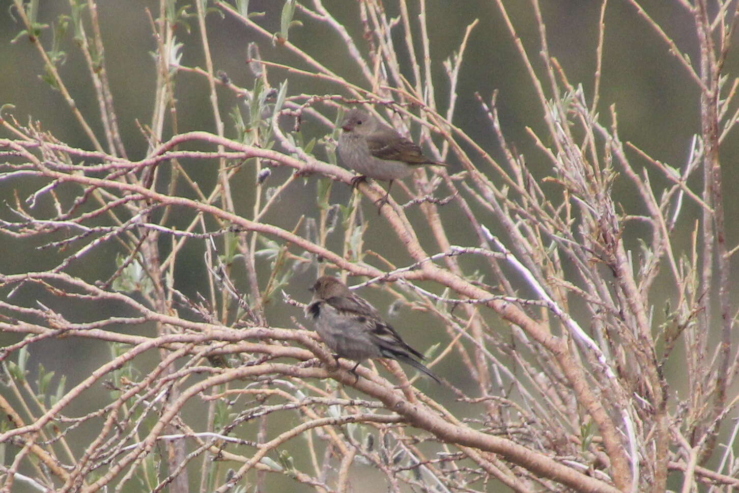 Image of Plain Mountain Finch