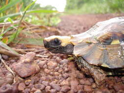 Image of Common Tortoise