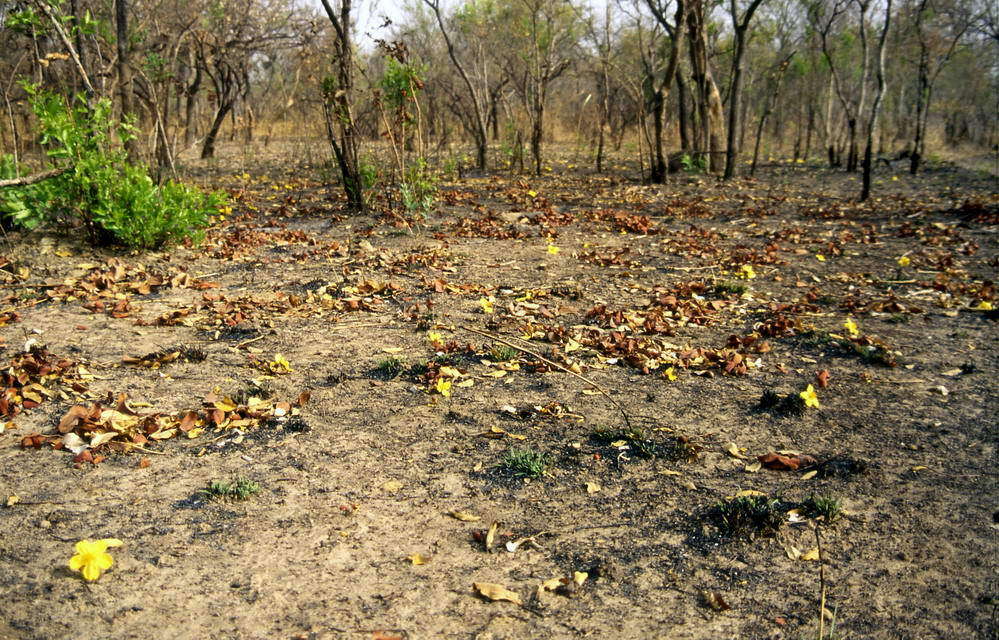 Image of Cochlospermum tinctorium Perr. ex A. Rich.