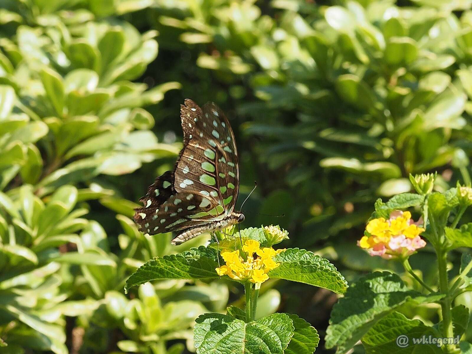 Image of Graphium agamemnon (Linnaeus 1758)