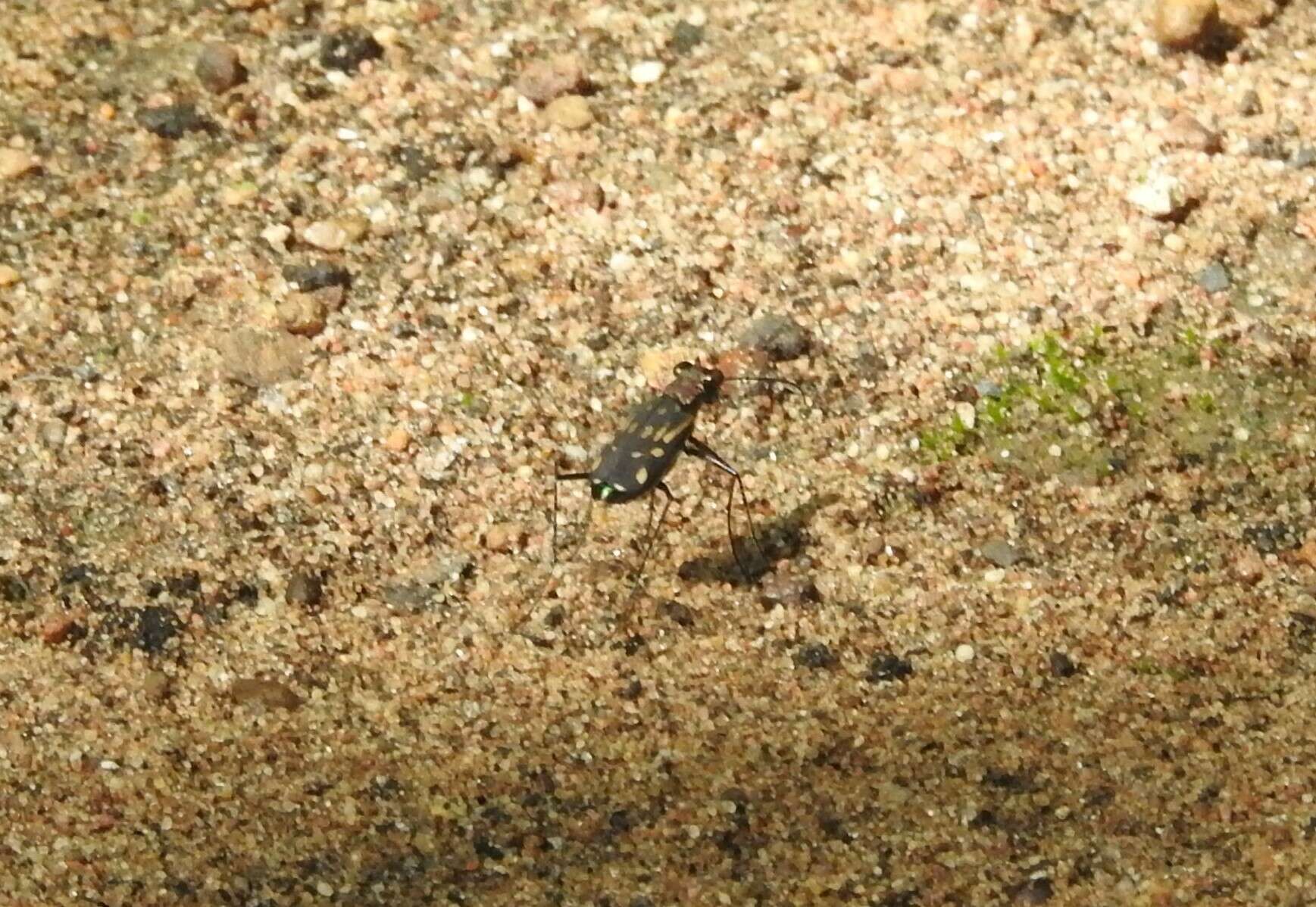 Image of Lophyra (Spilodia) striolata (Illiger 1800)