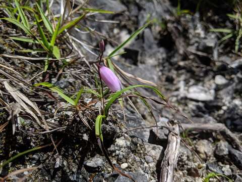 Image de Bletilla formosana (Hayata) Schltr.