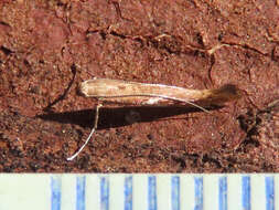 Imagem de Caloptilia stigmatella (Fabricius 1781)