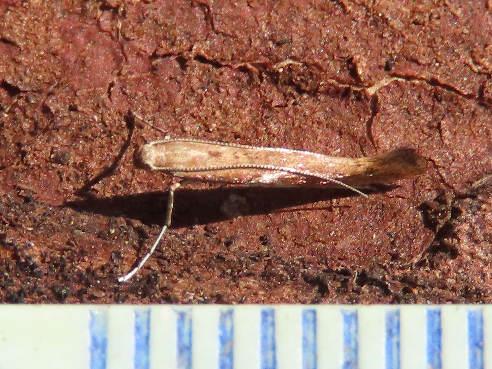 Imagem de Caloptilia stigmatella (Fabricius 1781)