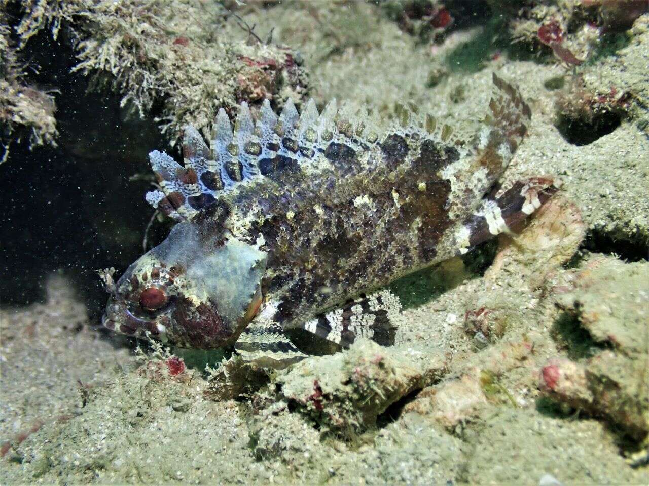 Image of false scorpionfishes