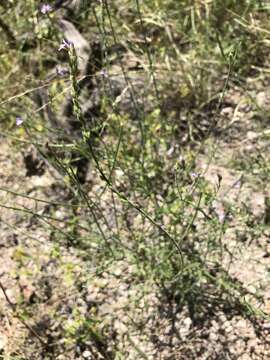 Image of hillside vervain