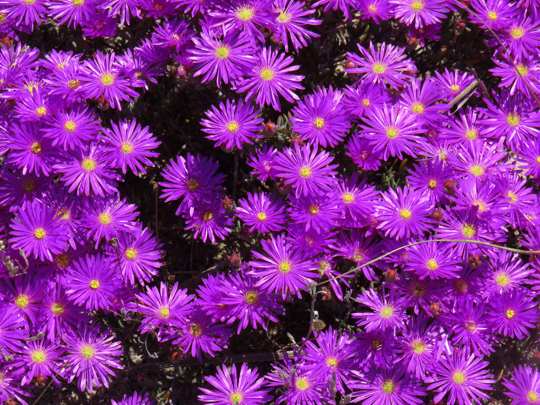 Image of Lampranthus emarginatus (L.) N. E. Br.