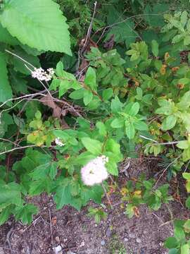 Image of Broad-Leaf Meadowsweet