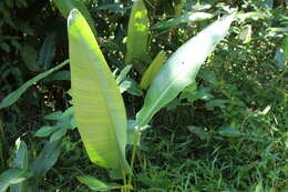 Image of Heliconia marginata (Griggs) Pittier