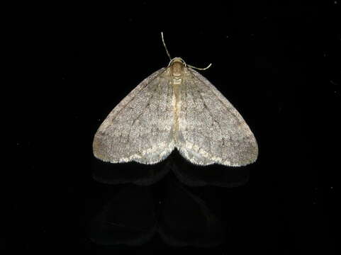 Image of winter moth