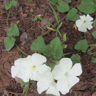 Image of Thunbergia neglecta Sond.