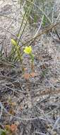 Image of Yellow centaury