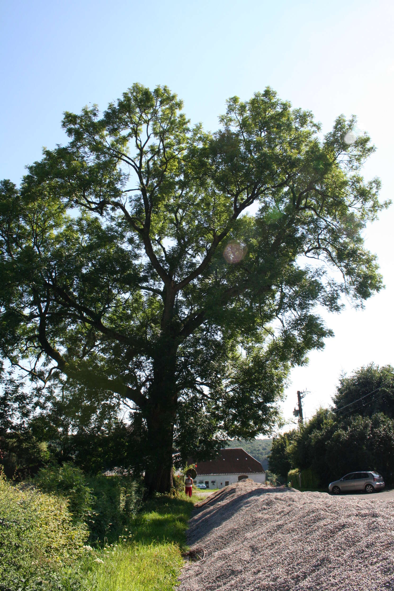 Imagem de Fraxinus excelsior L.