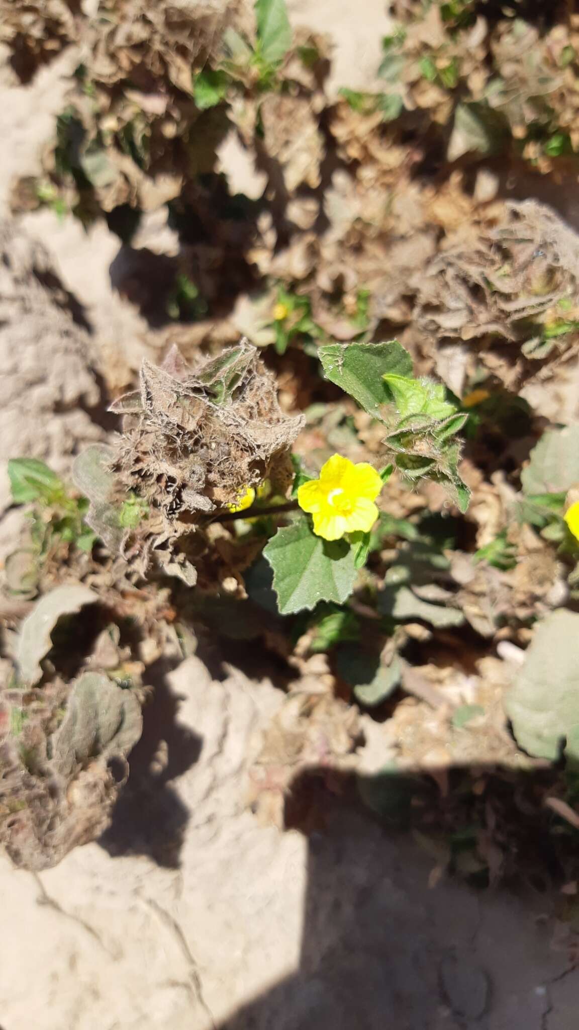 Image of wild okra