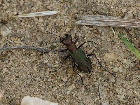 Image of Cliff tiger beetle