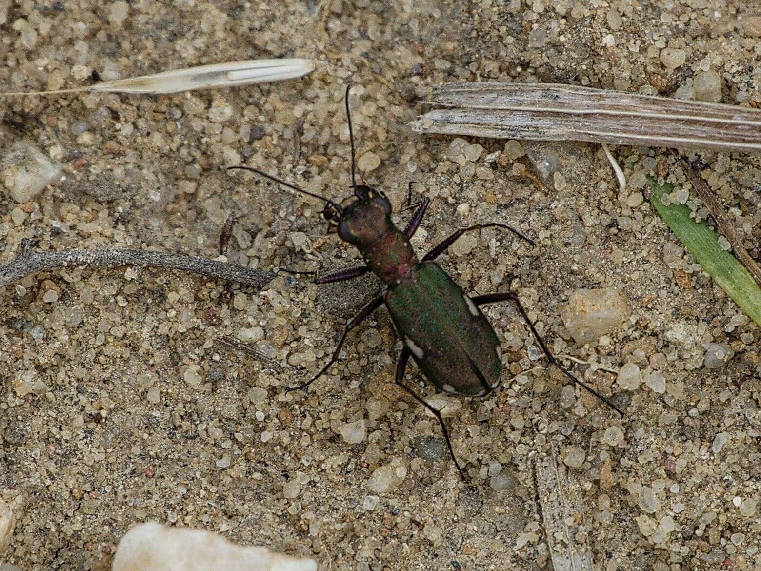 Image of Cliff tiger beetle