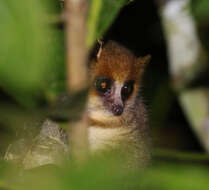 Image of Goodman's Mouse Lemur