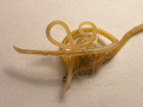 Image of feline roundworm