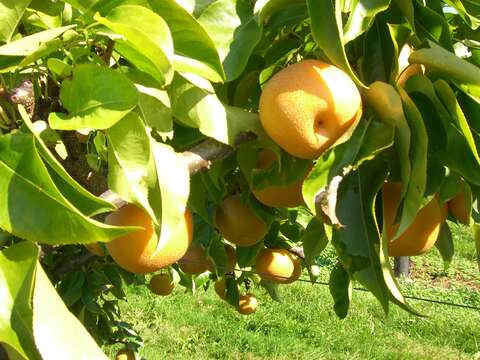 Plancia ëd Pyrus pyrifolia (Burm. fil.) Nakai