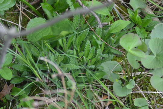 Image of swamp lousewort