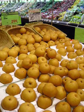 Image of Chinese pear