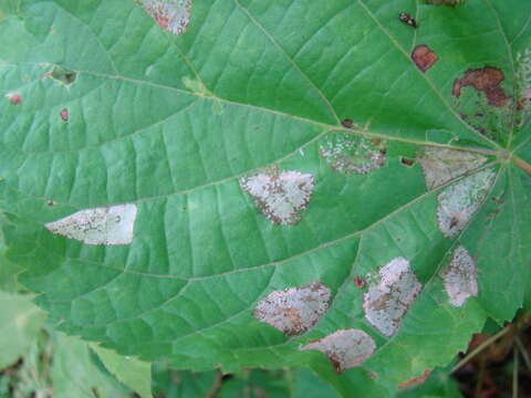 Phyllonorycter issikii (Kumata 1963) resmi