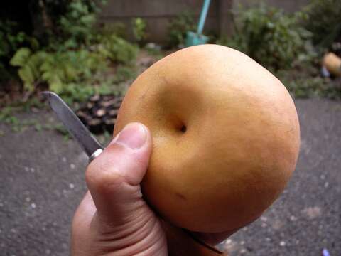 Image of Chinese pear