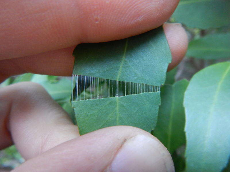 Image of Silky-bark