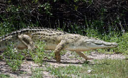 Image of Nile crocodile