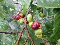 Image of Pygeum arboreum var. montanum (Hook. fil.)