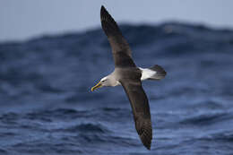 Image of Buller's Albatross