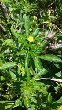 Image of Norwegian cinquefoil