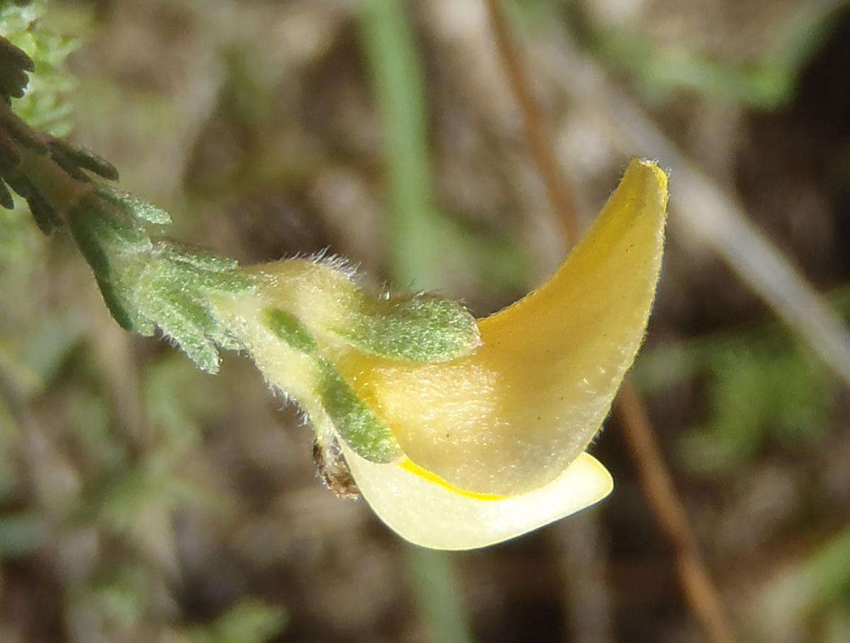 Image of Aspalathus cymbiformis DC.