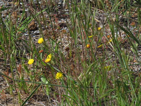 Image of Cotula pruinosa