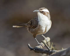 Image of White-browed Babbler