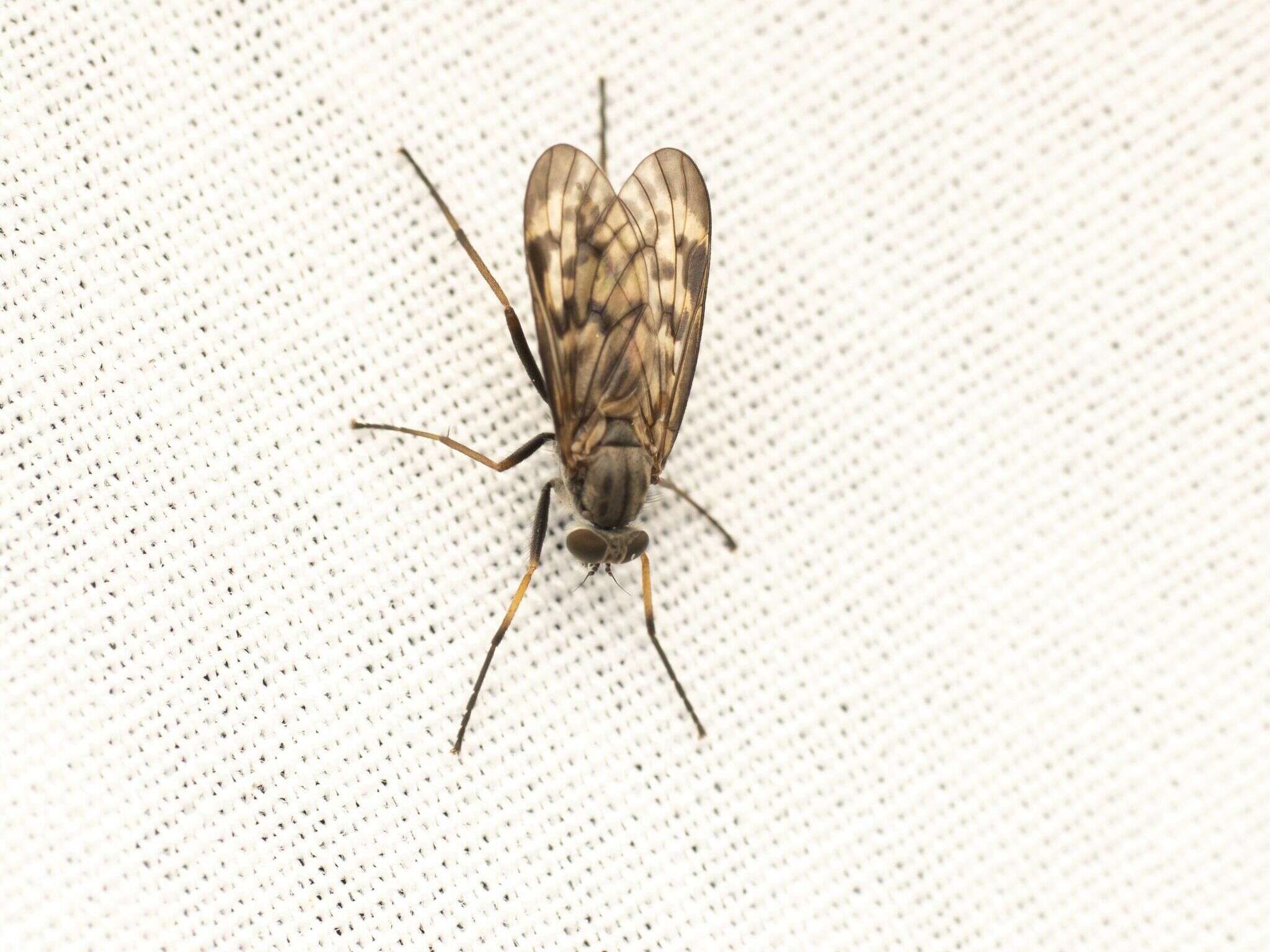 Image of Lesser Variegated Snipe Fly