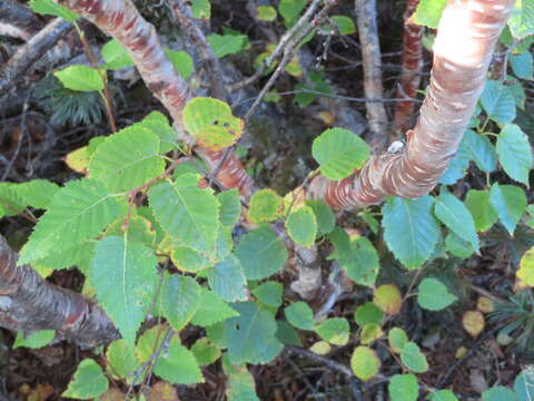 Image of Erman's Birch