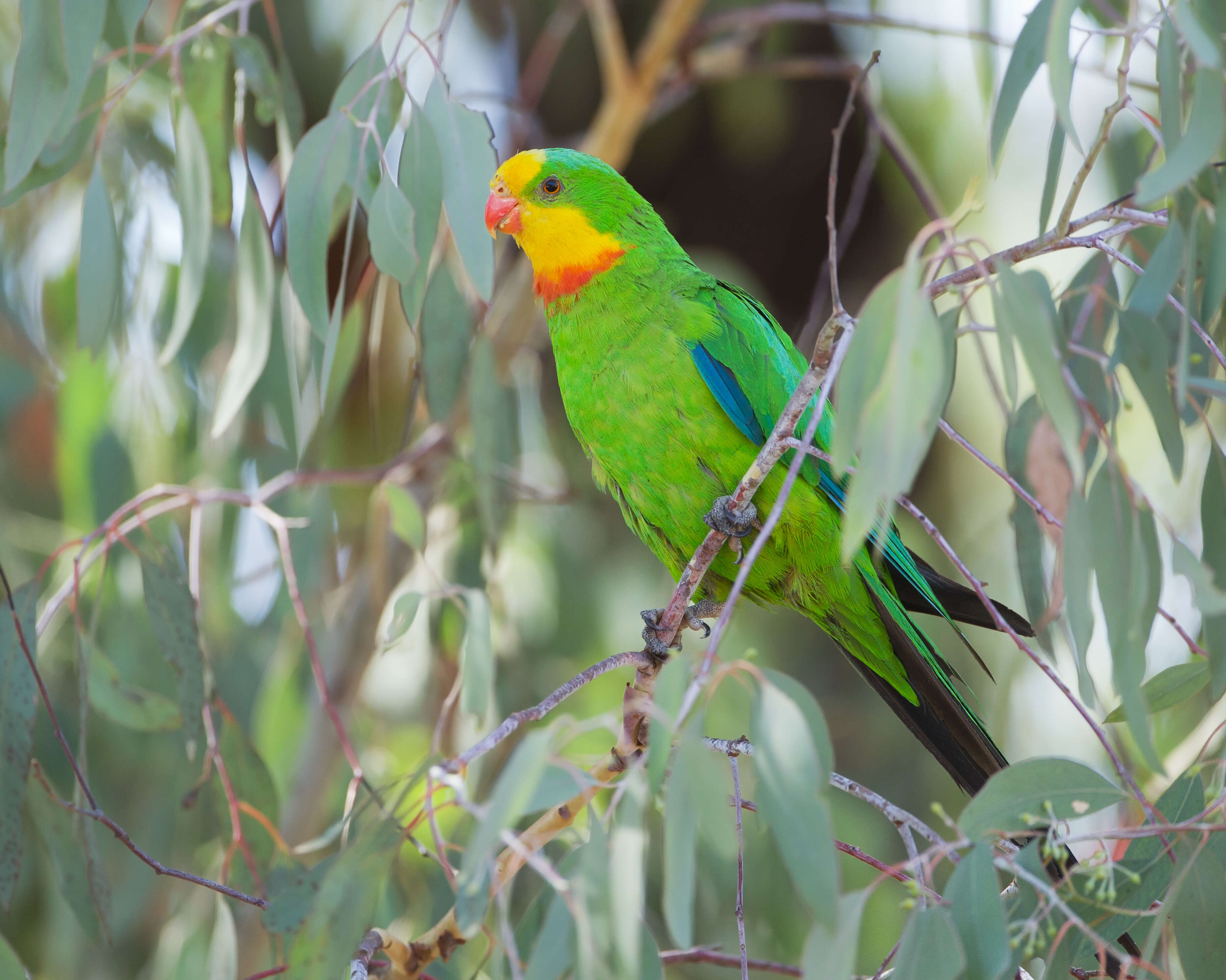 Image of Barraband Parakeet