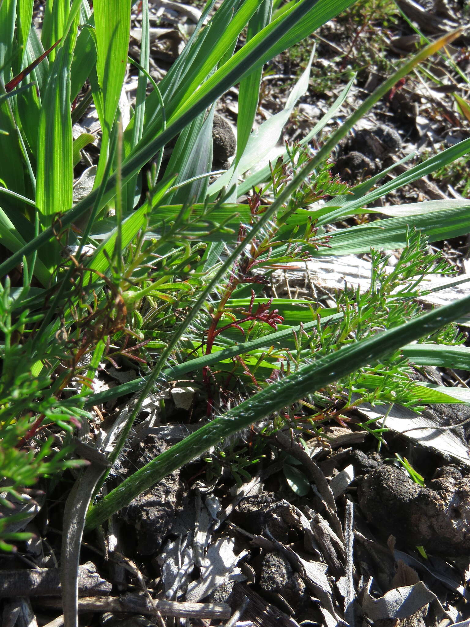 Image of Hesperantha pilosa (L. fil.) Ker Gawl.