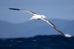 Image of Royal Albatross