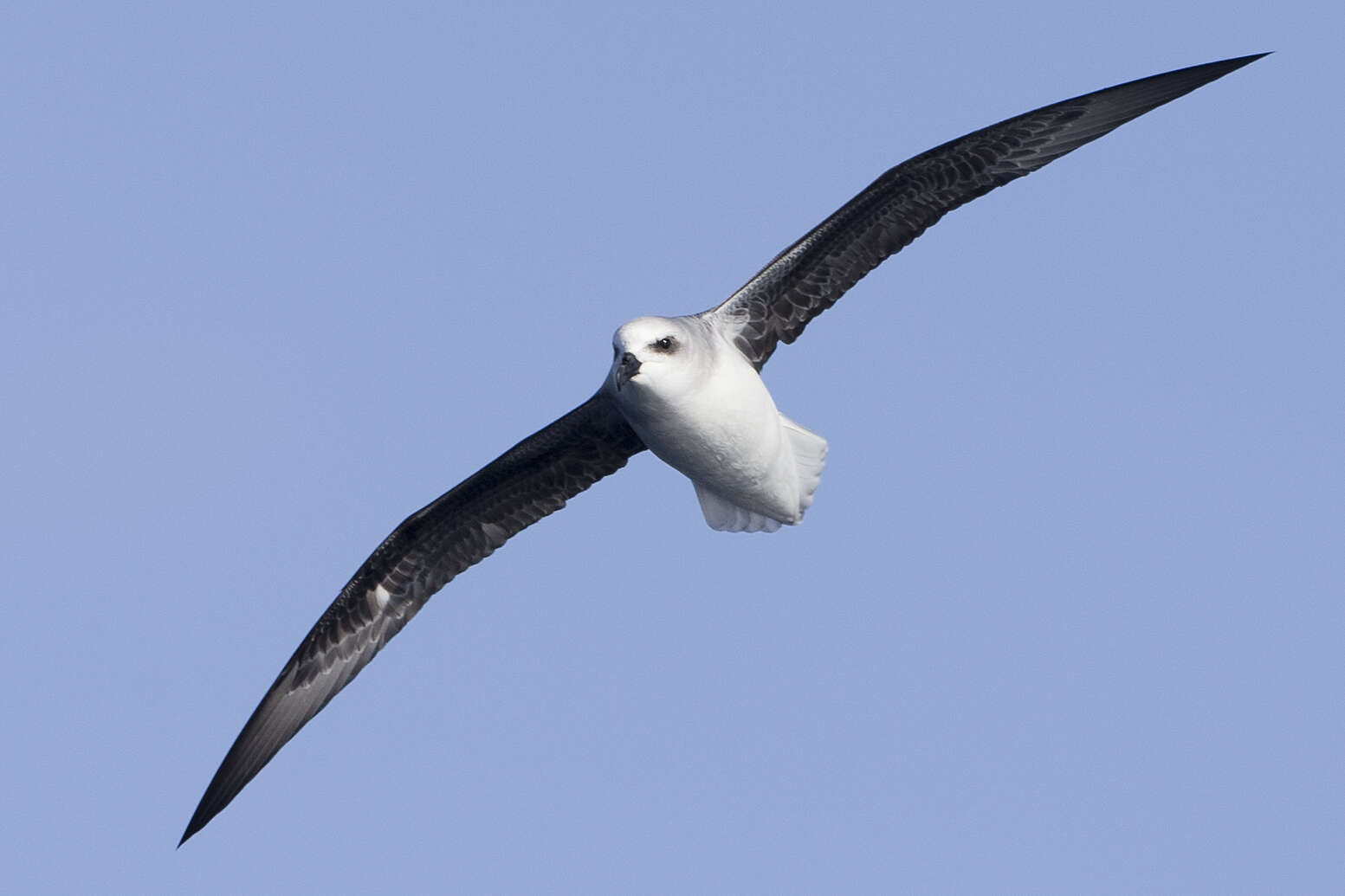 Image of White-headed Petrel