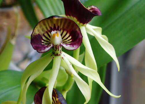 Слика од Prosthechea cochleata (L.) W. E. Higgins