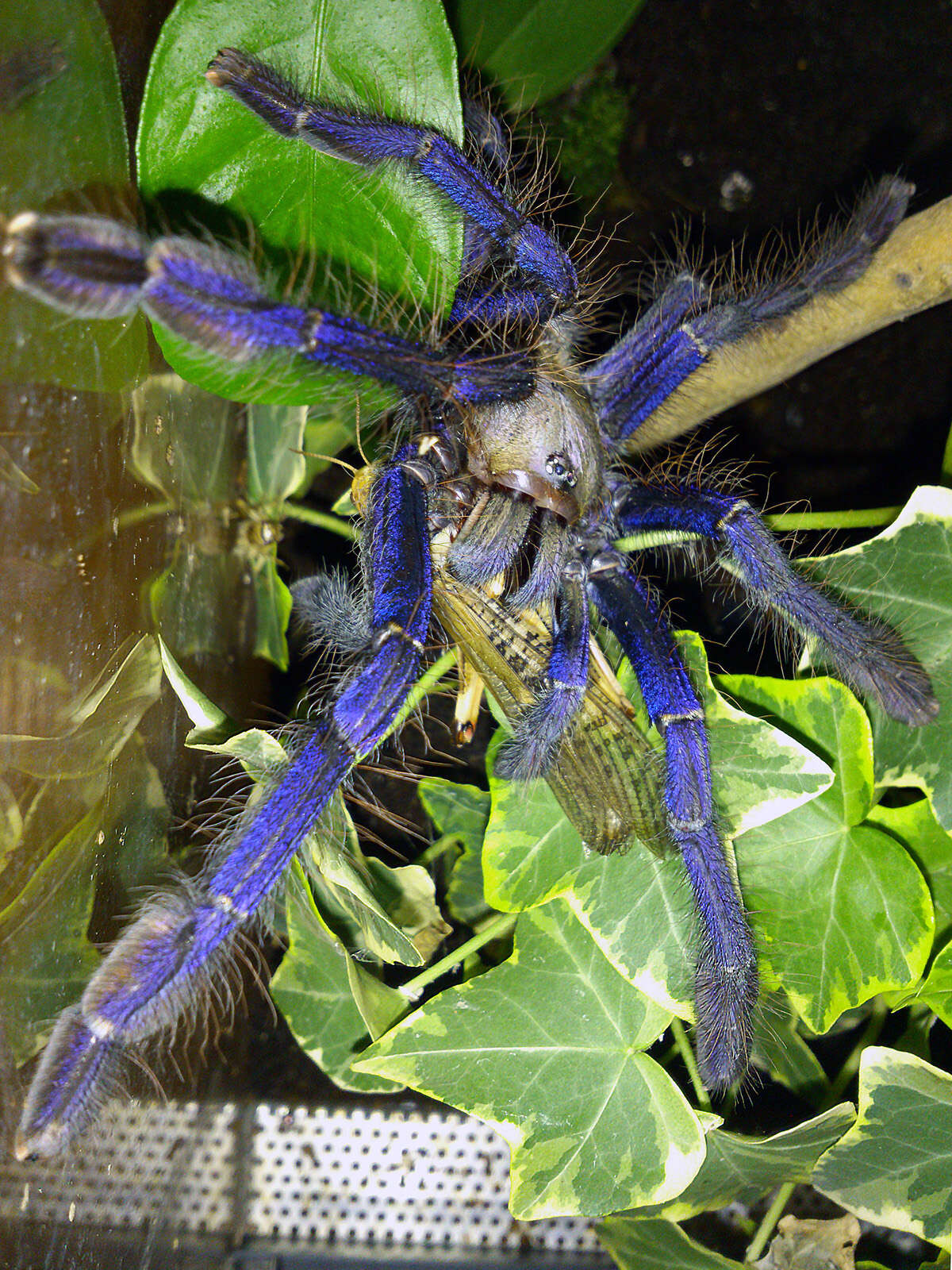 Image of Omothymus violaceopes