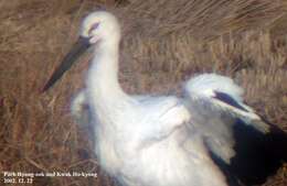 Image of Japanese White Stork